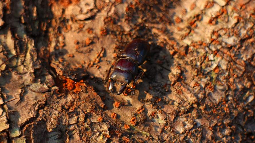 «ö¦¹¦b·sµøµ¡ÂsÄý¹Ï¤ù