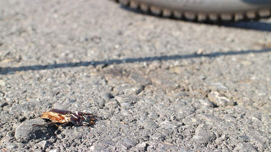 «ö¦¹¦b·sµøµ¡ÂsÄý¹Ï¤ù