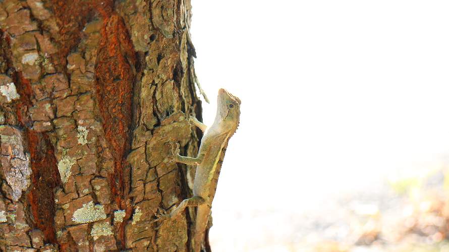 «ö¦¹¦b·sµøµ¡ÂsÄý¹Ï¤ù