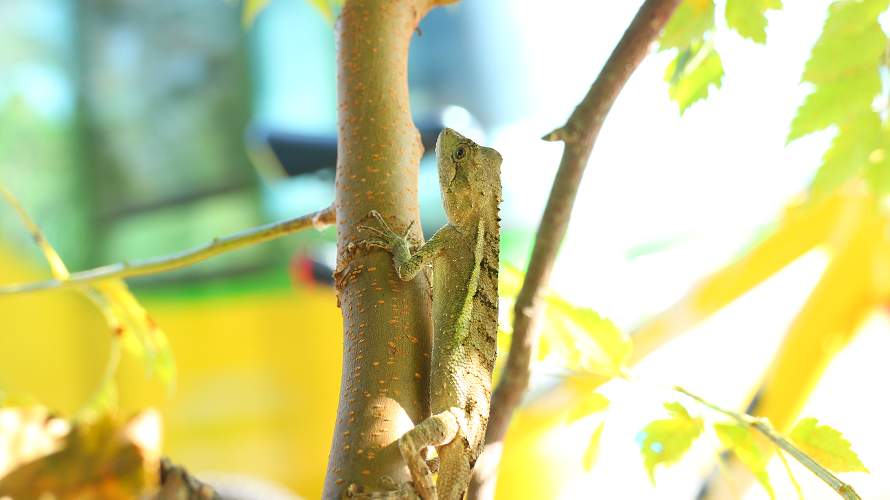 «ö¦¹¦b·sµøµ¡ÂsÄý¹Ï¤ù