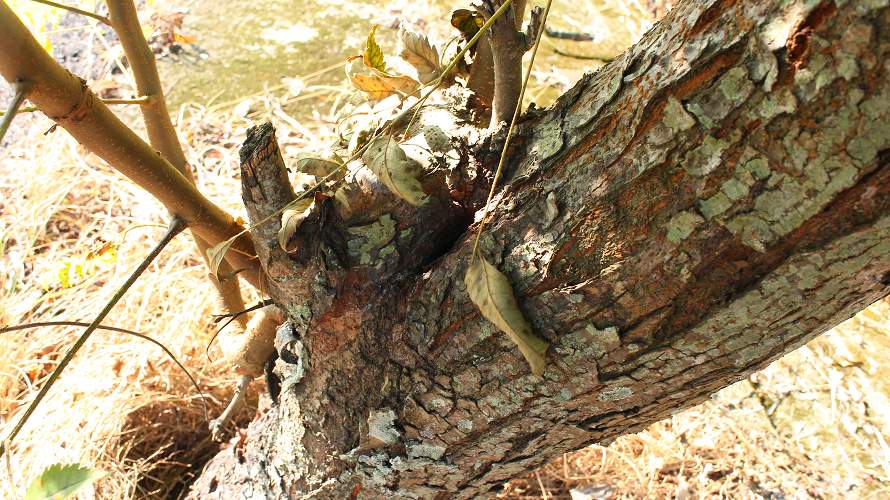 «ö¦¹¦b·sµøµ¡ÂsÄý¹Ï¤ù