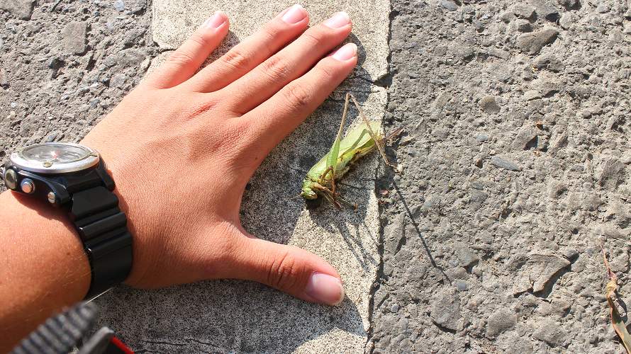 «ö¦¹¦b·sµøµ¡ÂsÄý¹Ï¤ù