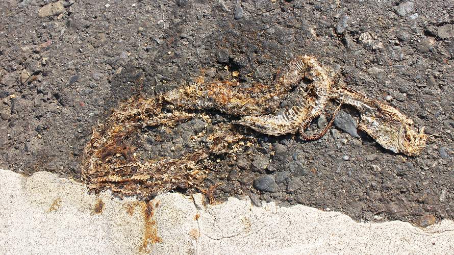 «ö¦¹¦b·sµøµ¡ÂsÄý¹Ï¤ù