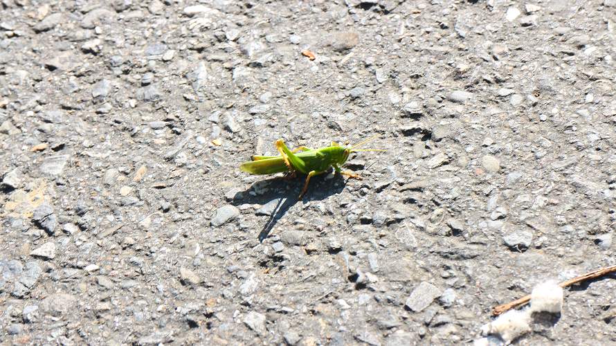 «ö¦¹¦b·sµøµ¡ÂsÄý¹Ï¤ù