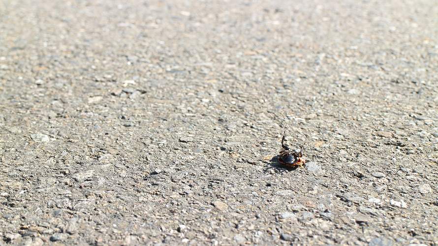 «ö¦¹¦b·sµøµ¡ÂsÄý¹Ï¤ù