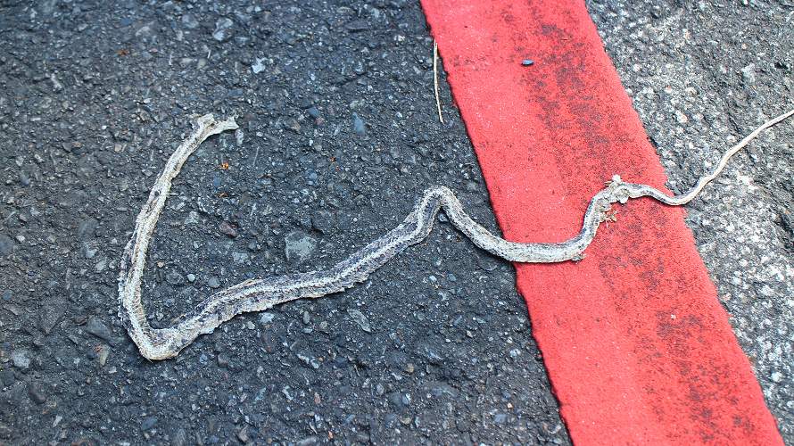 «ö¦¹¦b·sµøµ¡ÂsÄý¹Ï¤ù