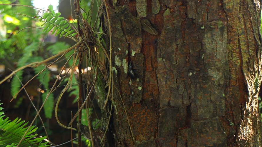 «ö¦¹¦b·sµøµ¡ÂsÄý¹Ï¤ù