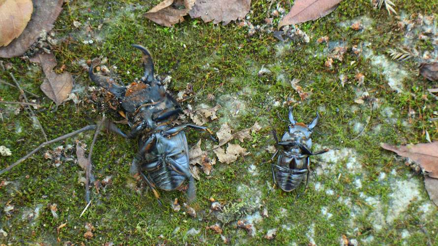 «ö¦¹¦b·sµøµ¡ÂsÄý¹Ï¤ù