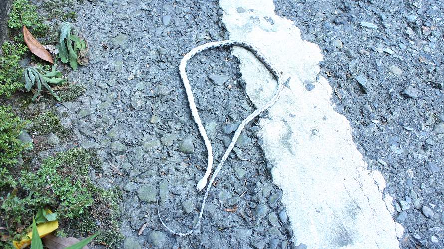 «ö¦¹¦b·sµøµ¡ÂsÄý¹Ï¤ù