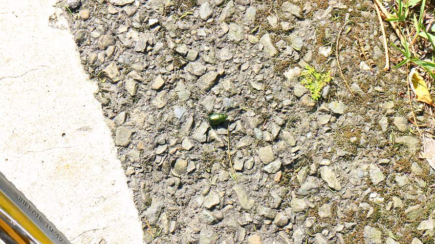 «ö¦¹¦b·sµøµ¡ÂsÄý¹Ï¤ù