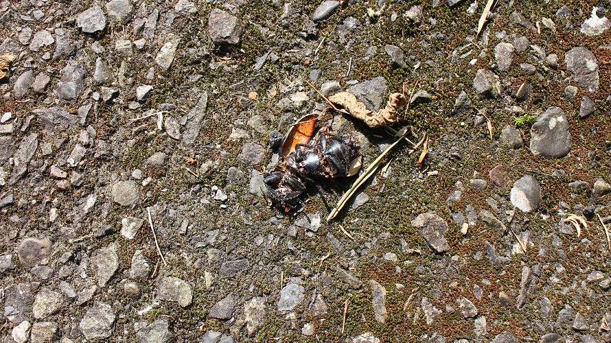 «ö¦¹¦b·sµøµ¡ÂsÄý¹Ï¤ù