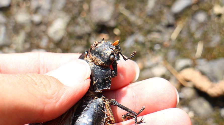 «ö¦¹¦b·sµøµ¡ÂsÄý¹Ï¤ù