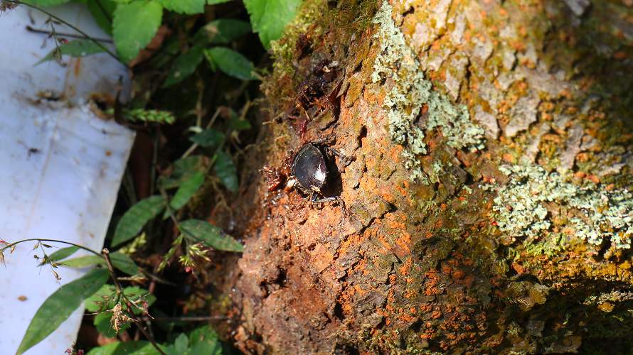 «ö¦¹¦b·sµøµ¡ÂsÄý¹Ï¤ù