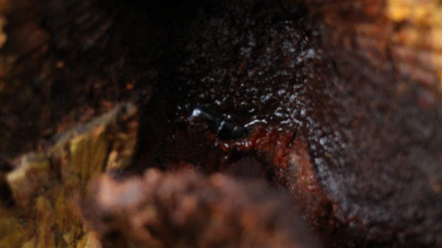 «ö¦¹¦b·sµøµ¡ÂsÄý¹Ï¤ù