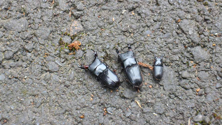 «ö¦¹¦b·sµøµ¡ÂsÄý¹Ï¤ù