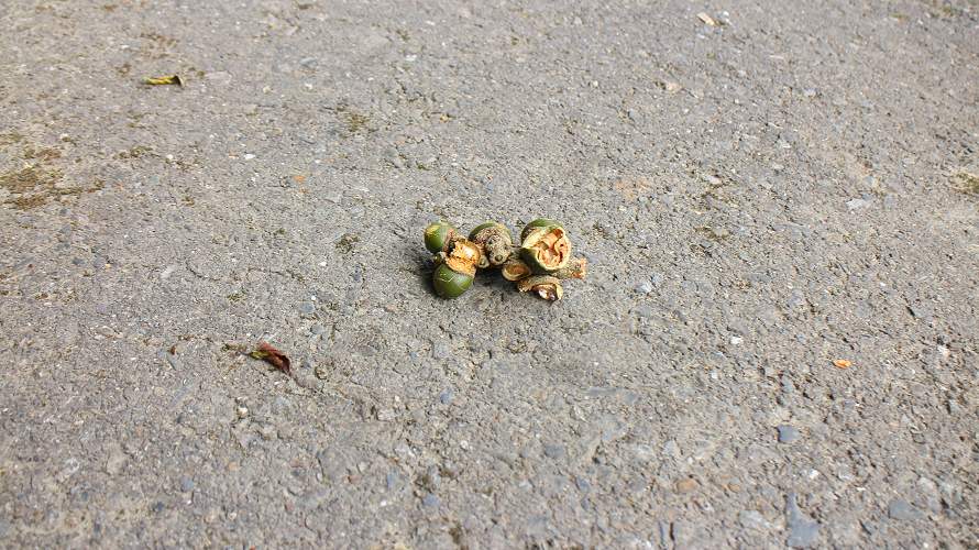 «ö¦¹¦b·sµøµ¡ÂsÄý¹Ï¤ù