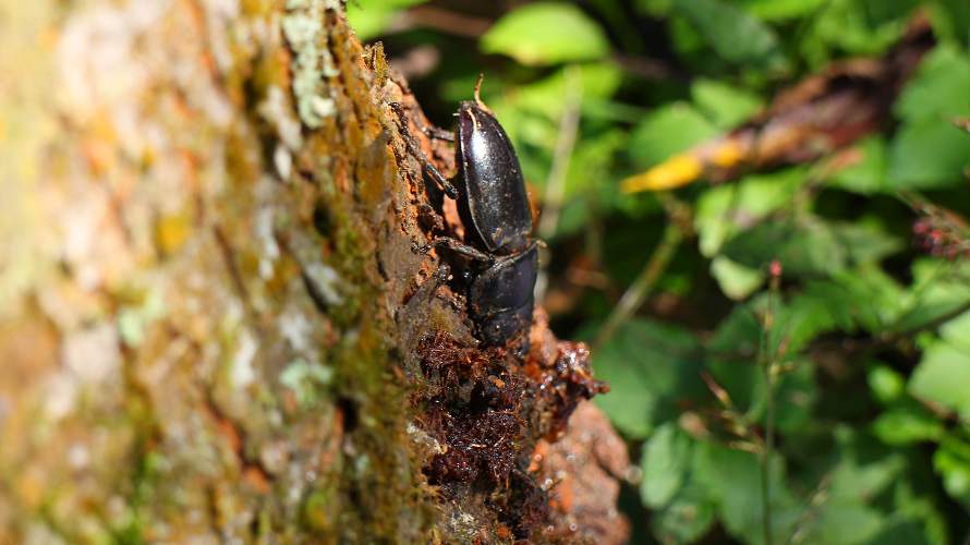 «ö¦¹¦b·sµøµ¡ÂsÄý¹Ï¤ù