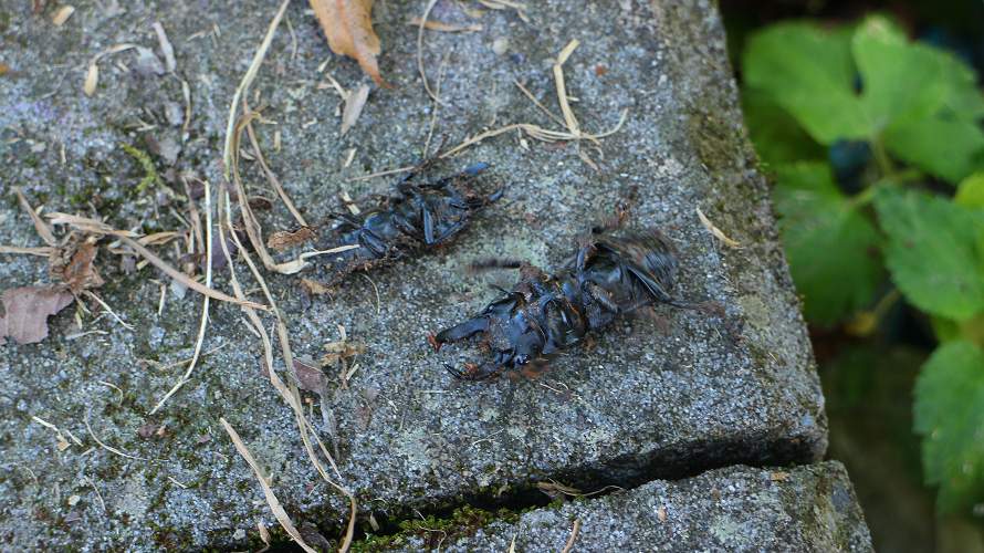 «ö¦¹¦b·sµøµ¡ÂsÄý¹Ï¤ù