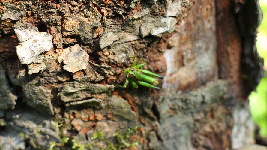 «ö¦¹¦b·sµøµ¡ÂsÄý¹Ï¤ù