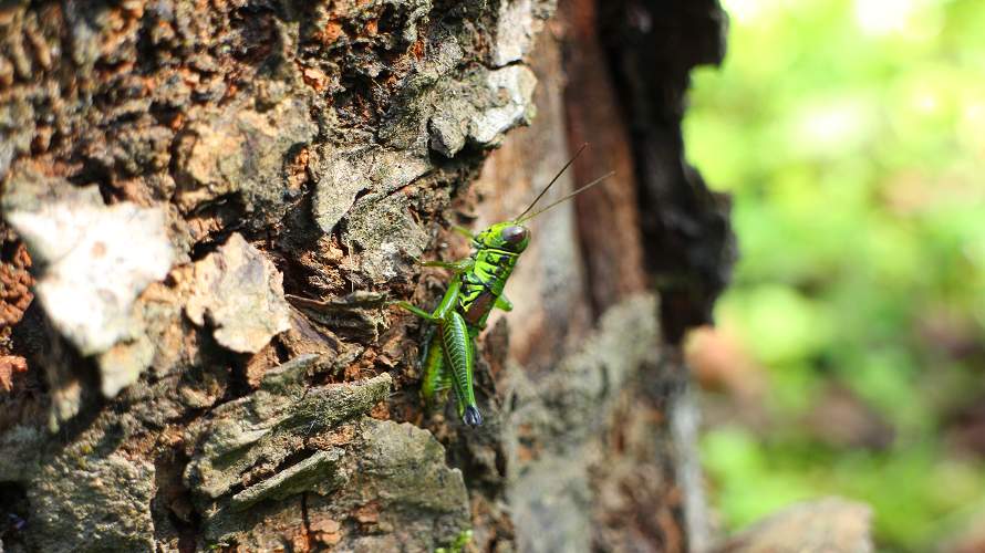 «ö¦¹¦b·sµøµ¡ÂsÄý¹Ï¤ù