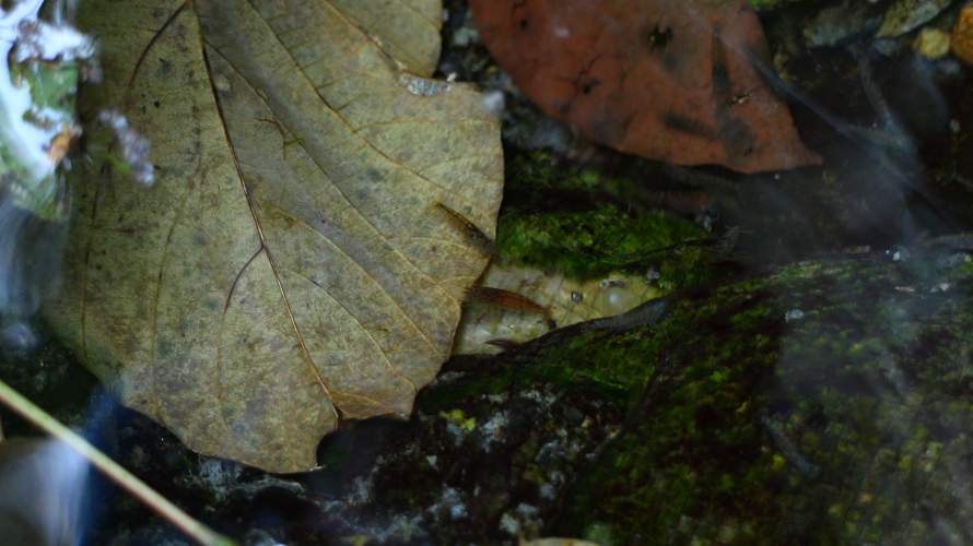 «ö¦¹¦b·sµøµ¡ÂsÄý¹Ï¤ù