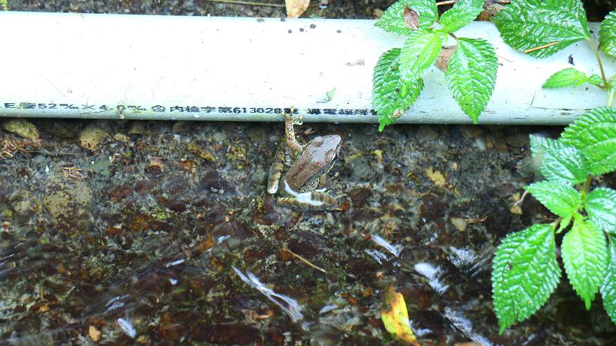 «ö¦¹¦b·sµøµ¡ÂsÄý¹Ï¤ù