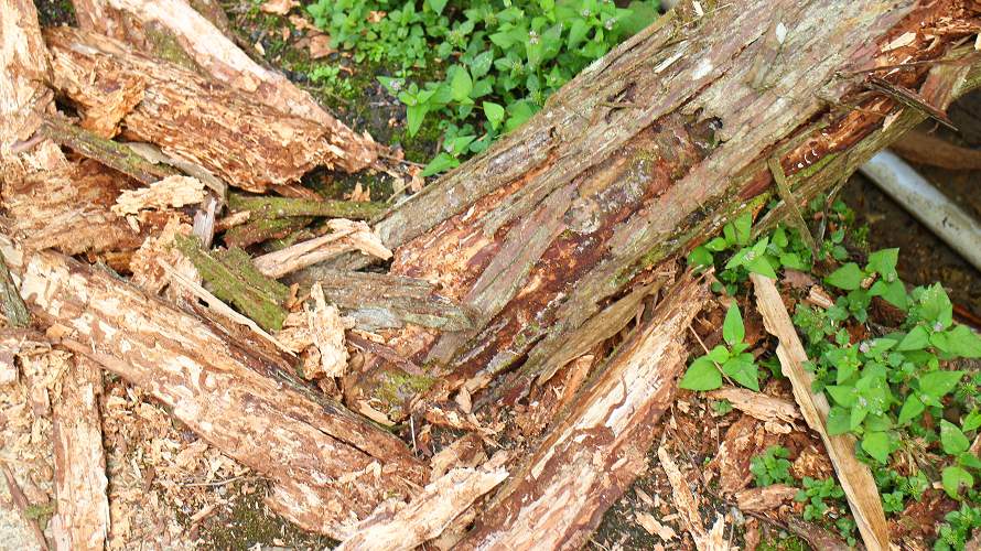 «ö¦¹¦b·sµøµ¡ÂsÄý¹Ï¤ù