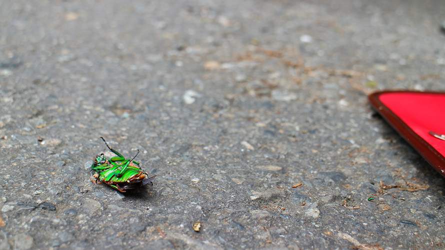 «ö¦¹¦b·sµøµ¡ÂsÄý¹Ï¤ù