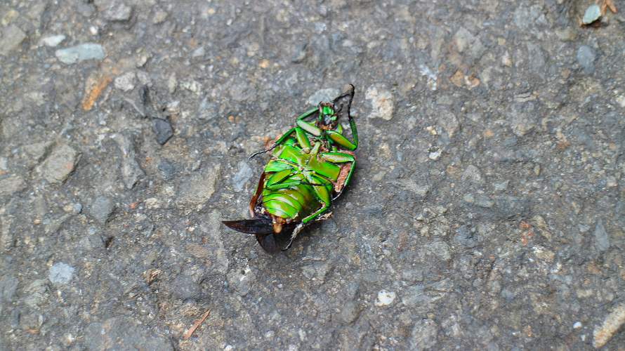 «ö¦¹¦b·sµøµ¡ÂsÄý¹Ï¤ù