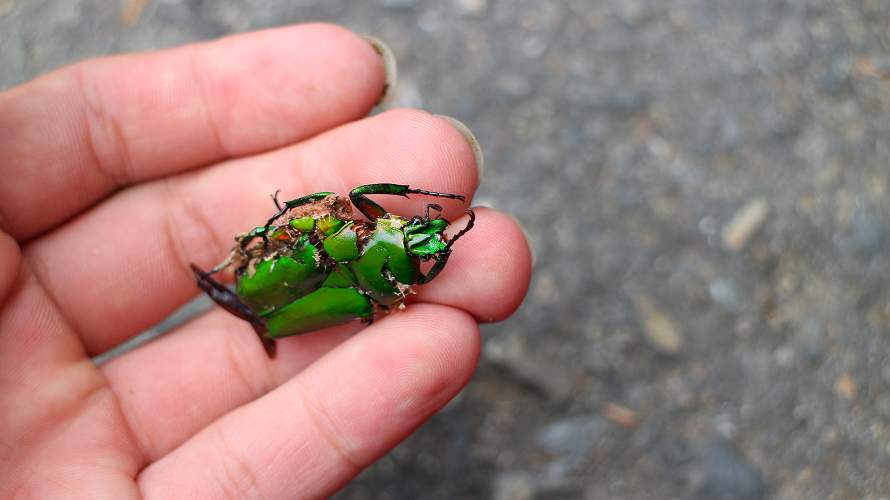 «ö¦¹¦b·sµøµ¡ÂsÄý¹Ï¤ù