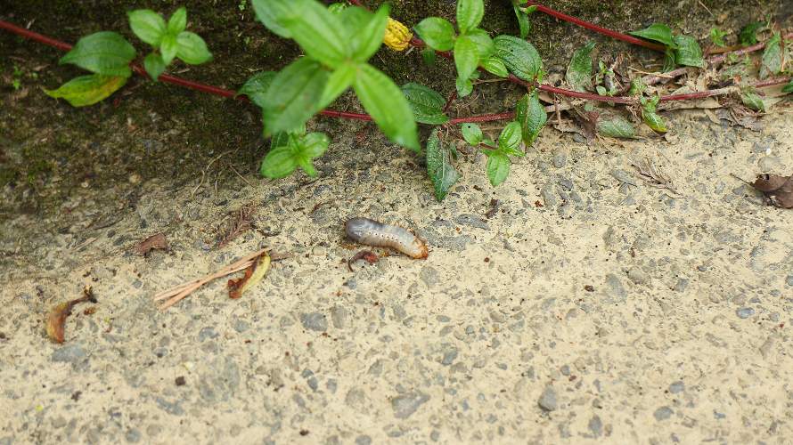 «ö¦¹¦b·sµøµ¡ÂsÄý¹Ï¤ù