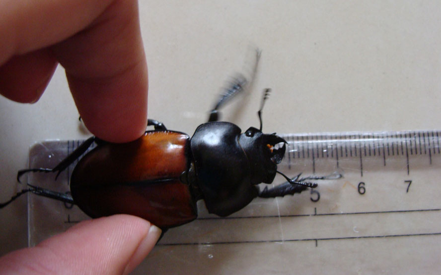 «ö¦¹¦b·sµøµ¡ÂsÄý¹Ï¤ù