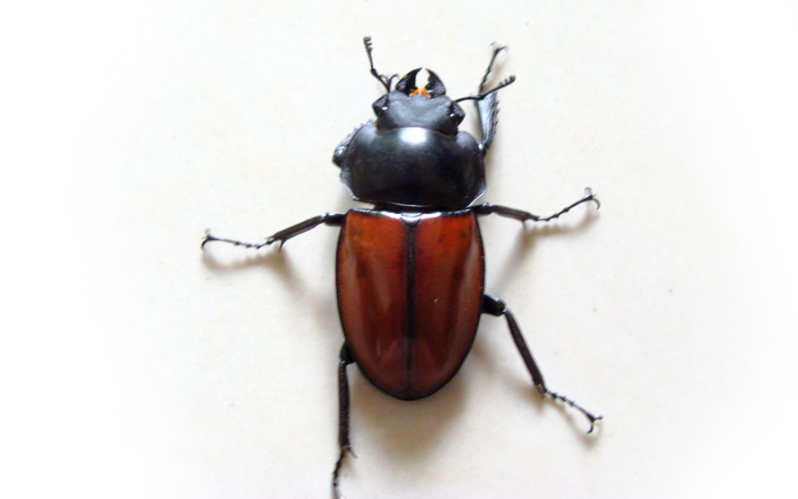 «ö¦¹¦b·sµøµ¡ÂsÄý¹Ï¤ù