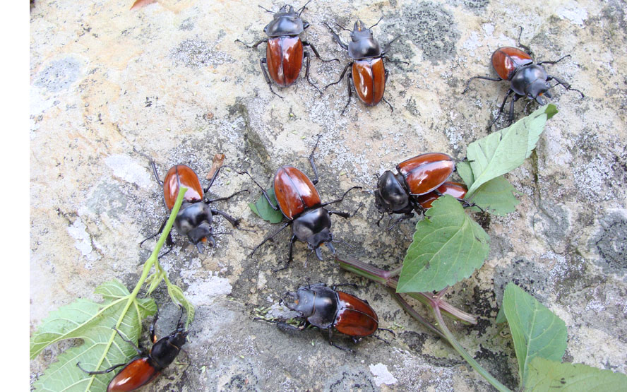 «ö¦¹¦b·sµøµ¡ÂsÄý¹Ï¤ù