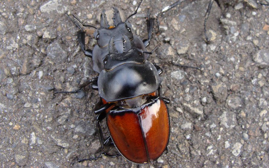 «ö¦¹¦b·sµøµ¡ÂsÄý¹Ï¤ù