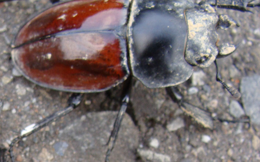 «ö¦¹¦b·sµøµ¡ÂsÄý¹Ï¤ù