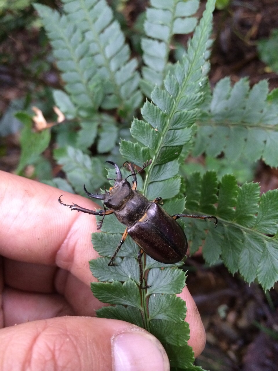 «ö¦¹¦b·sµøµ¡ÂsÄý¹Ï¤ù