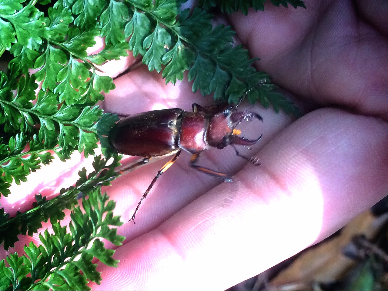 «ö¦¹¦b·sµøµ¡ÂsÄý¹Ï¤ù