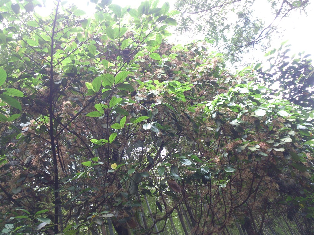 按此在新視窗瀏覽圖片