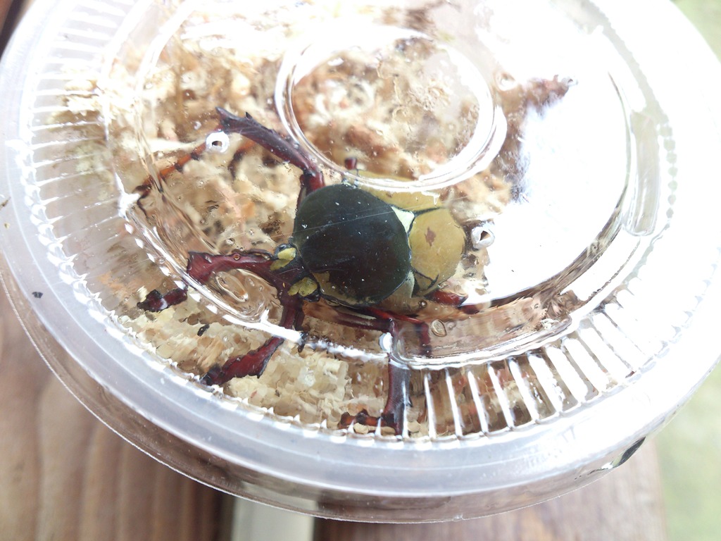 按此在新視窗瀏覽圖片