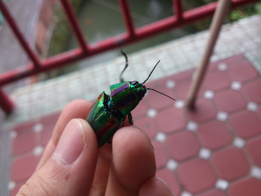 按此在新視窗瀏覽圖片