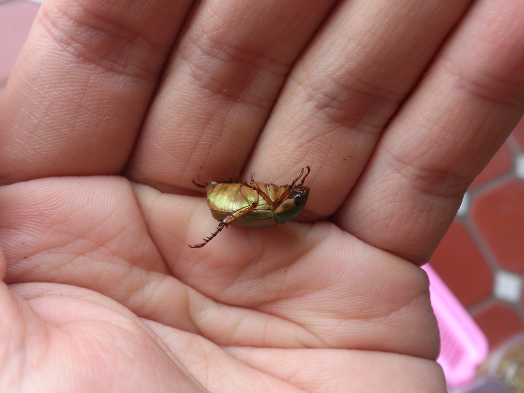 按此在新視窗瀏覽圖片