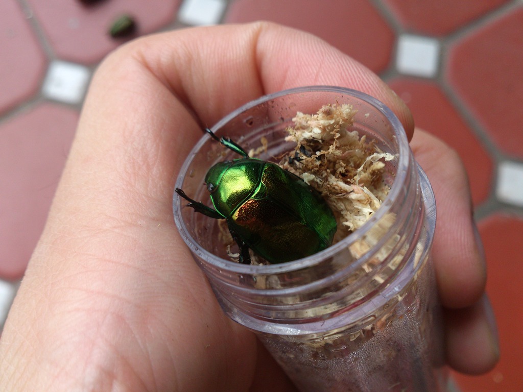 按此在新視窗瀏覽圖片