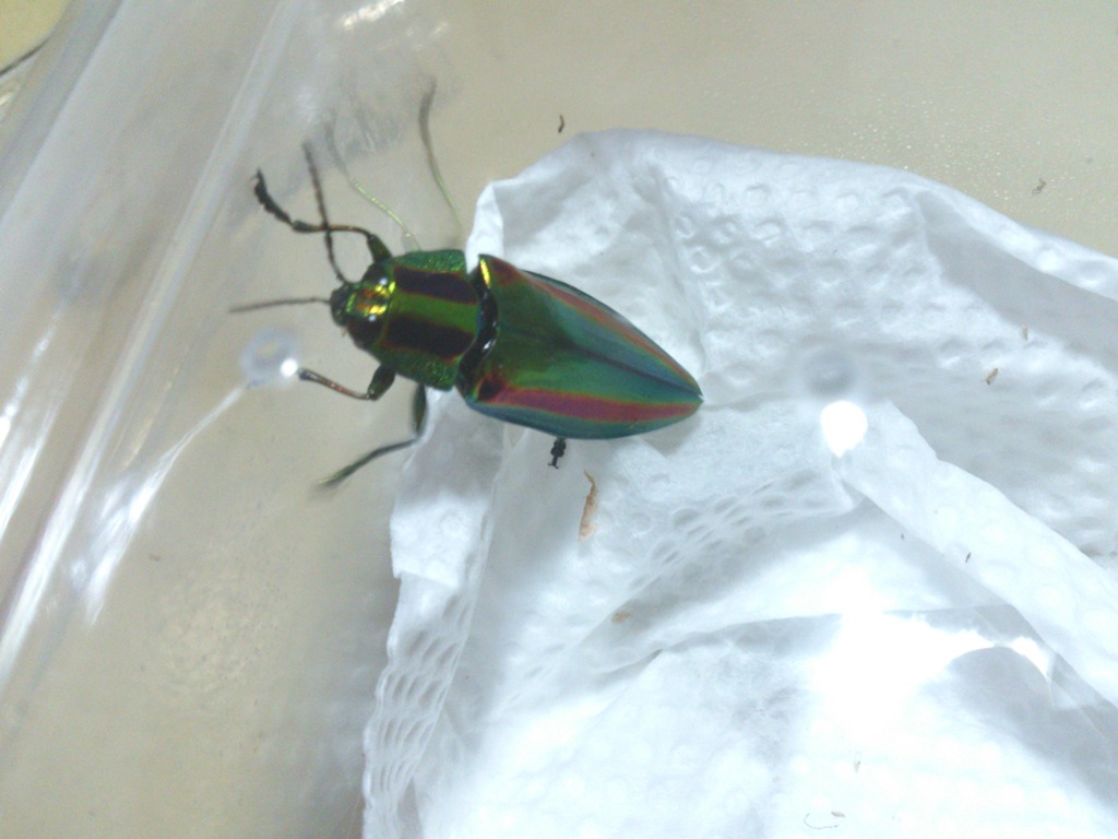 按此在新視窗瀏覽圖片