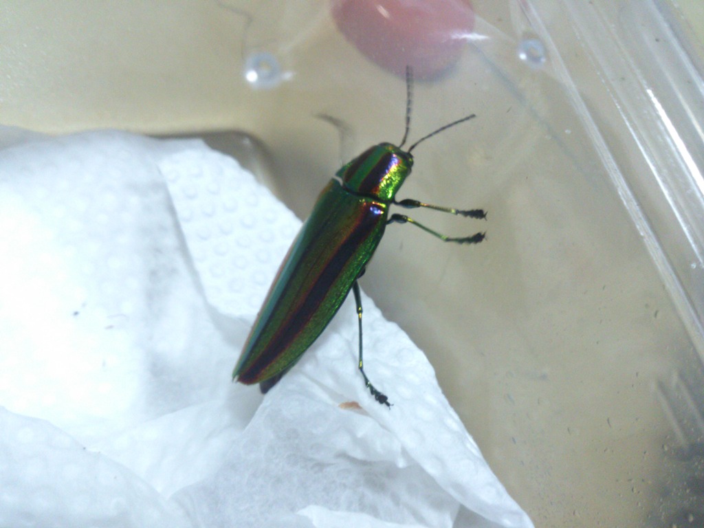 按此在新視窗瀏覽圖片