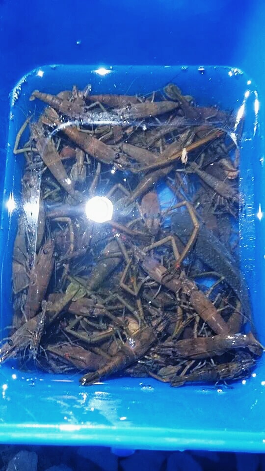 «ö¦¹¦b·sµøµ¡ÂsÄý¹Ï¤ù