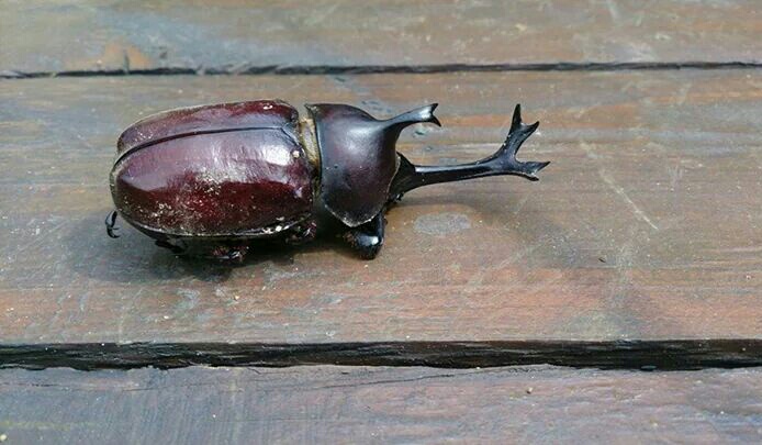 «ö¦¹¦b·sµøµ¡ÂsÄý¹Ï¤ù