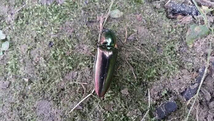 «ö¦¹¦b·sµøµ¡ÂsÄý¹Ï¤ù