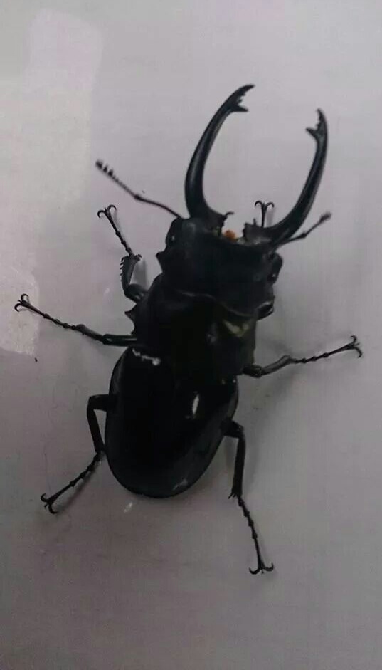 «ö¦¹¦b·sµøµ¡ÂsÄý¹Ï¤ù