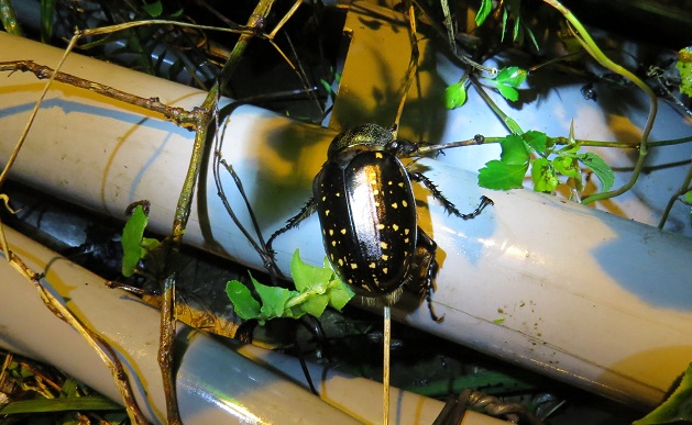 «ö¦¹¦b·sµøµ¡ÂsÄý¹Ï¤ù